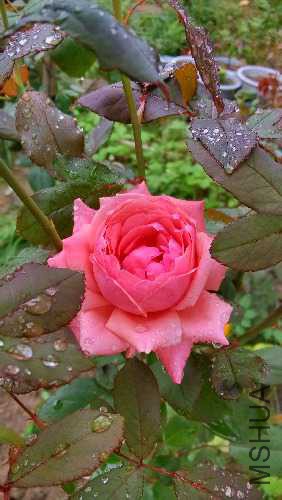 IMG_20140927_112156_HDR.jpg