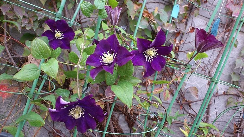 DSC_3809.JPG