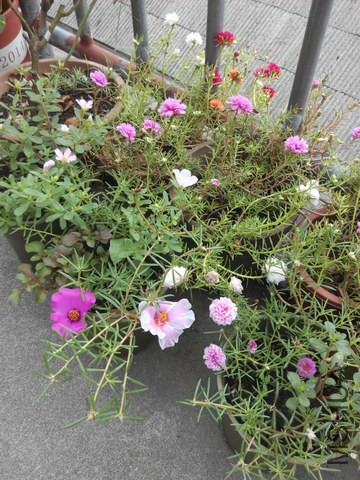 IMG_20140915_124106.jpg