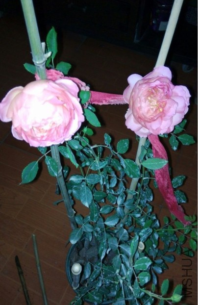 QQͼƬ20141209200541.jpg