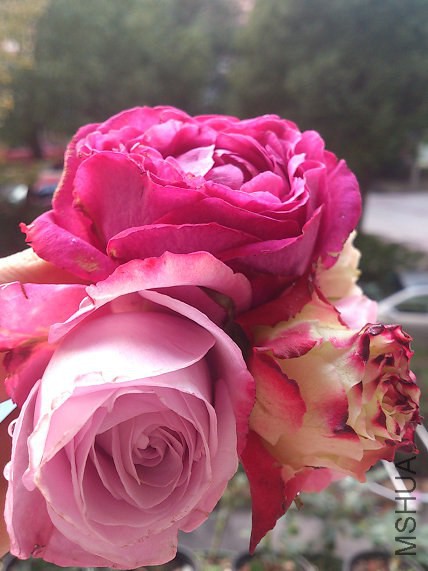 DSC_2127.jpg