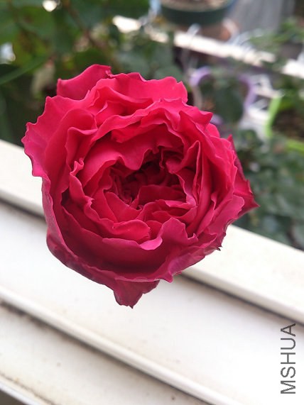 DSC_1863.jpg