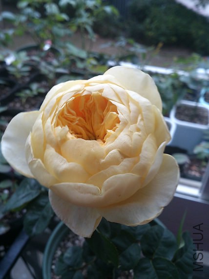 DSC_1871.jpg