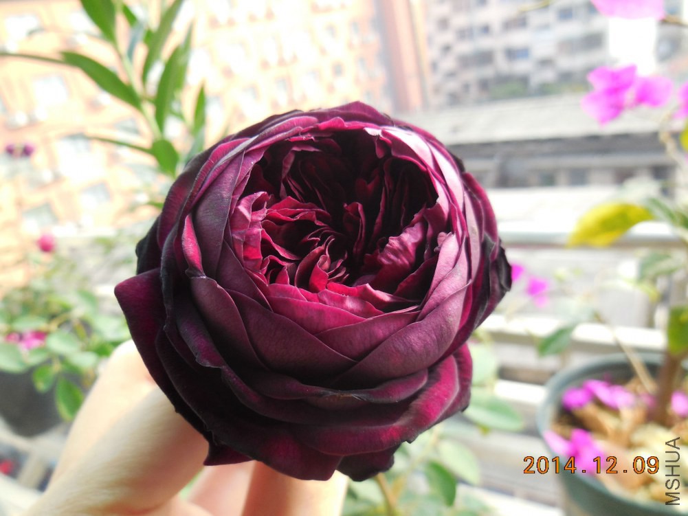DSCN0479_meitu_1.jpg