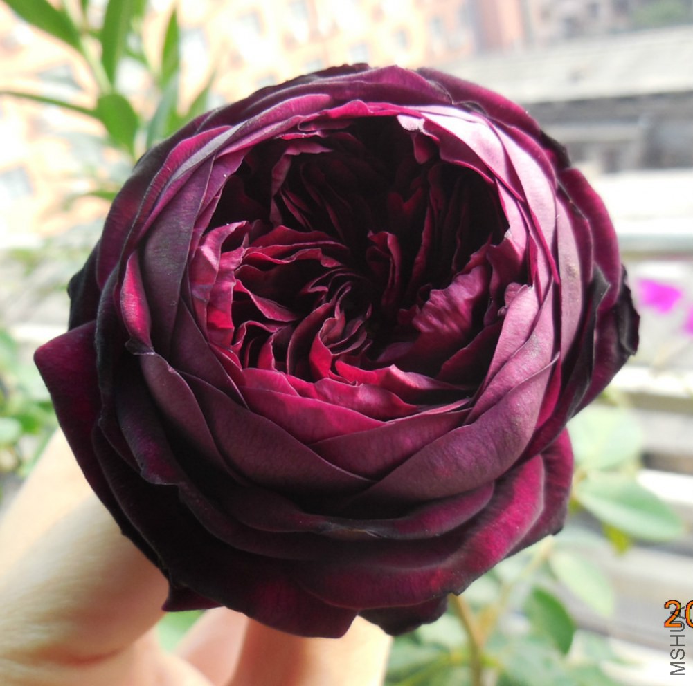DSCN0480_meitu_2.jpg