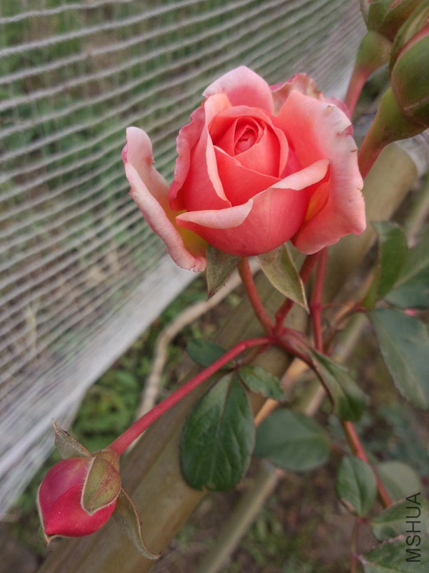 ˹ͼ���ػ����򲻿�