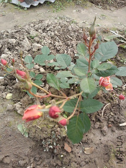 ����Ҳ��ͷ��ѽ