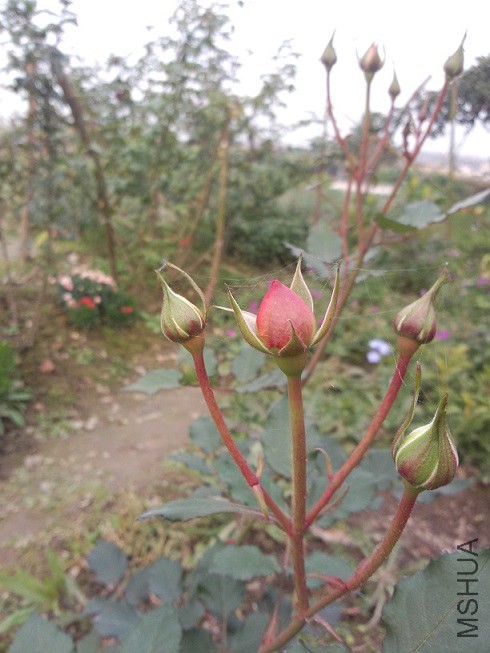 ������ͷ�������ò���ʱ��