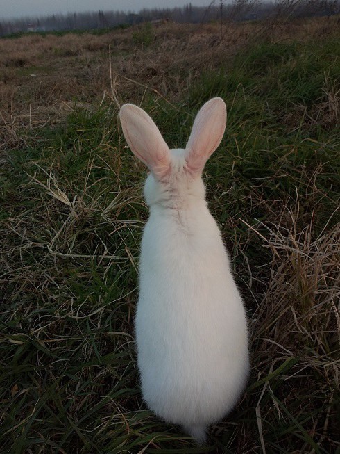 �����Ĵ��͵�����