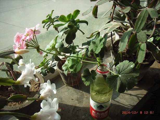 184.jpg
