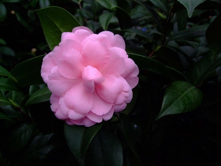 ������ 2013-3-13 037.jpg