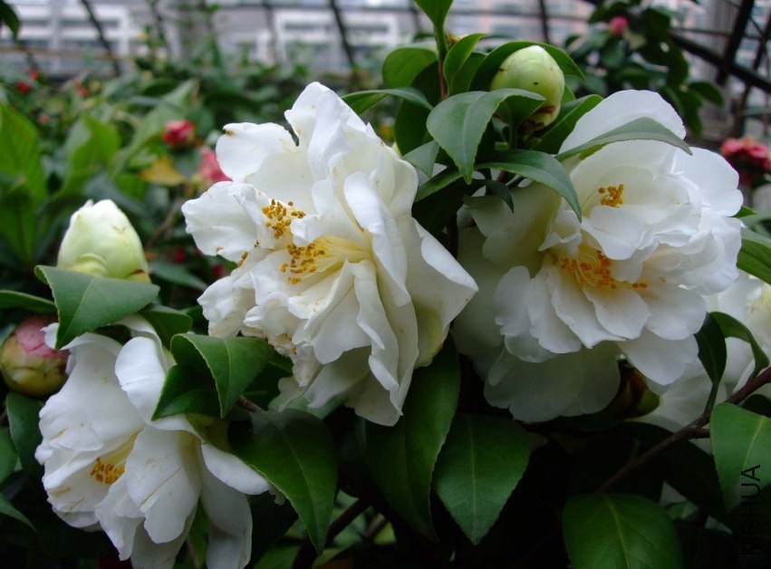 ѩ�� 2014-3-31 150.jpg