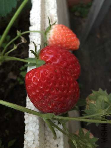 image.jpg