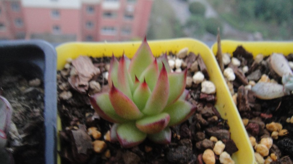 DSC08823.JPG