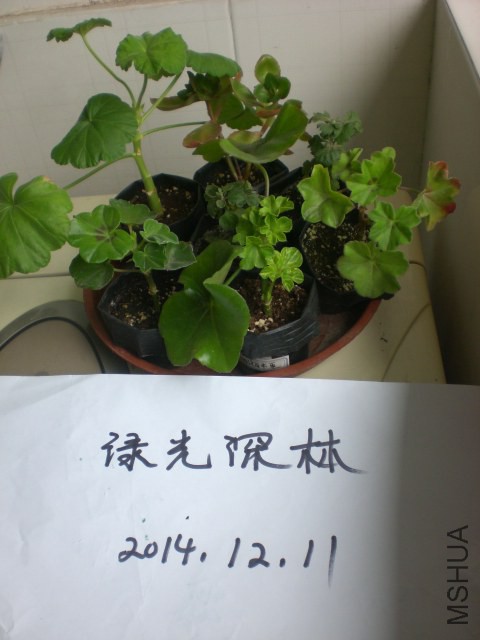 CIMG9561.JPG