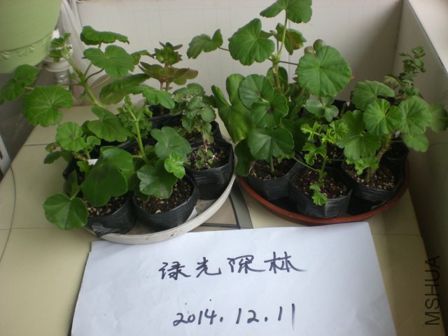 CIMG9562.JPG