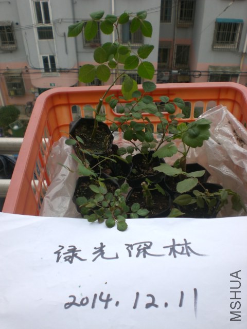 CIMG9564.JPG