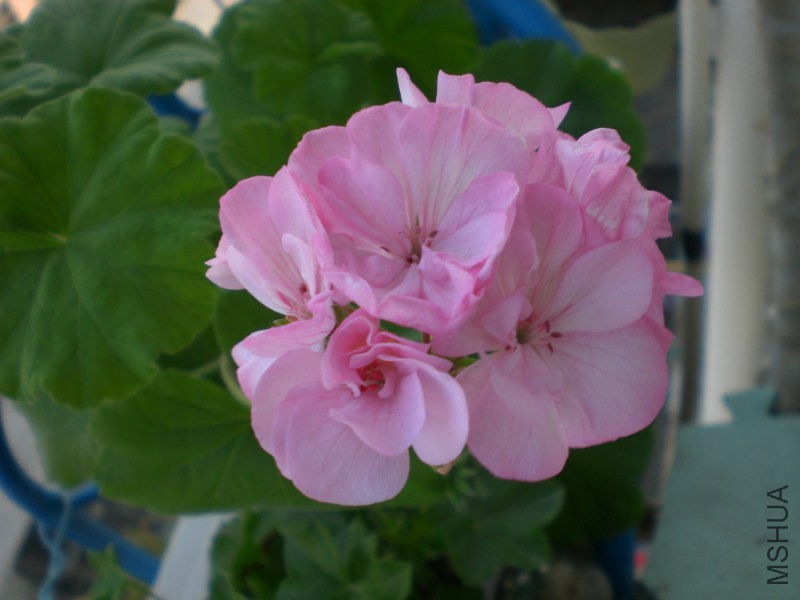 psb (21).jpg