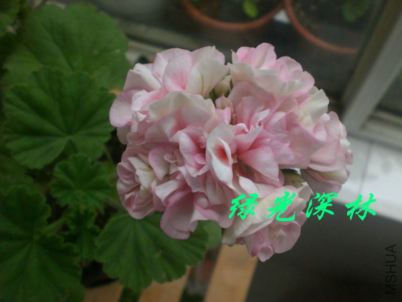 psb (18).jpg