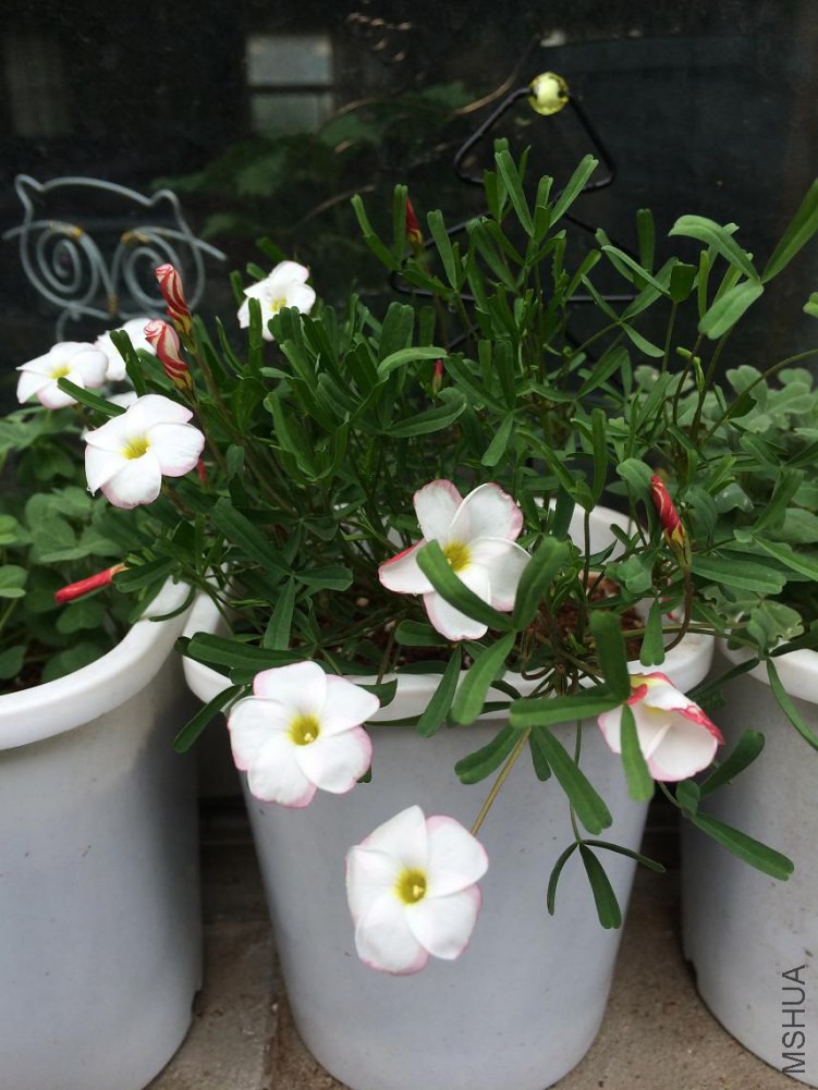 Oxalis versicolor.jpg