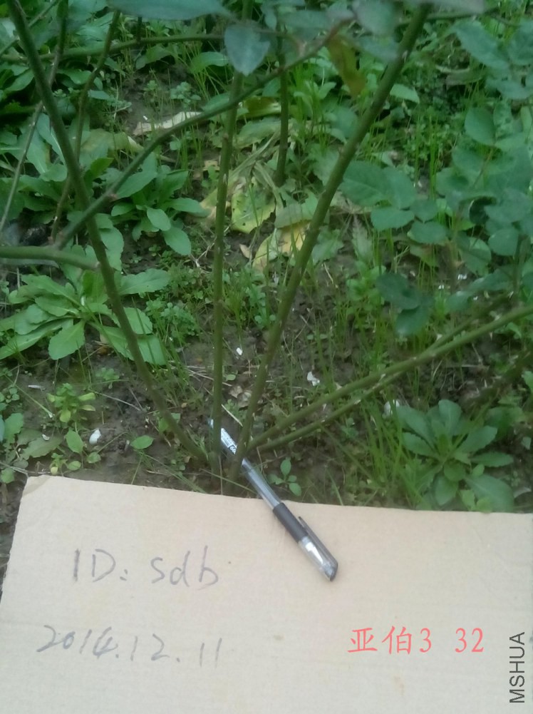 �ǲ�3