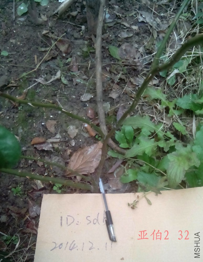 �ǲ�2