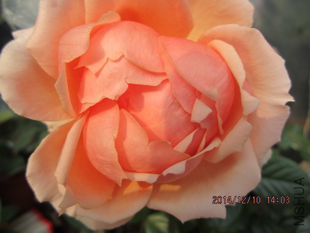IMG_7936.JPG