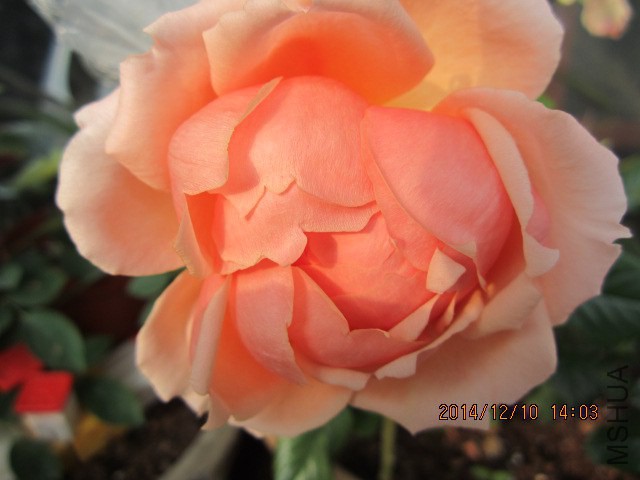IMG_7940.JPG