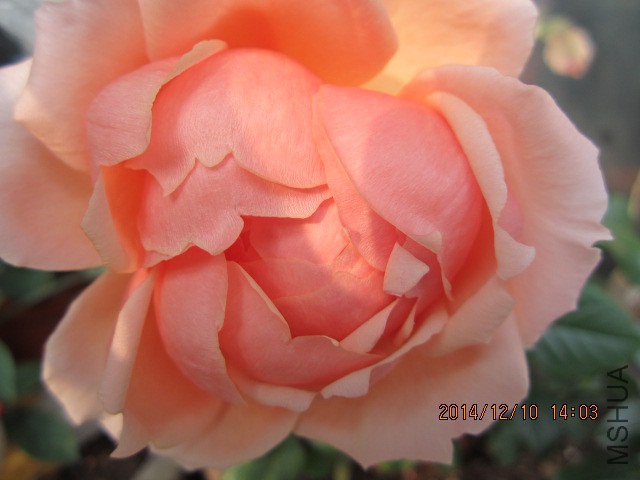 IMG_7937.JPG