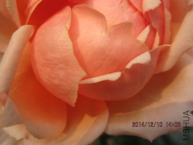 IMG_7938.JPG