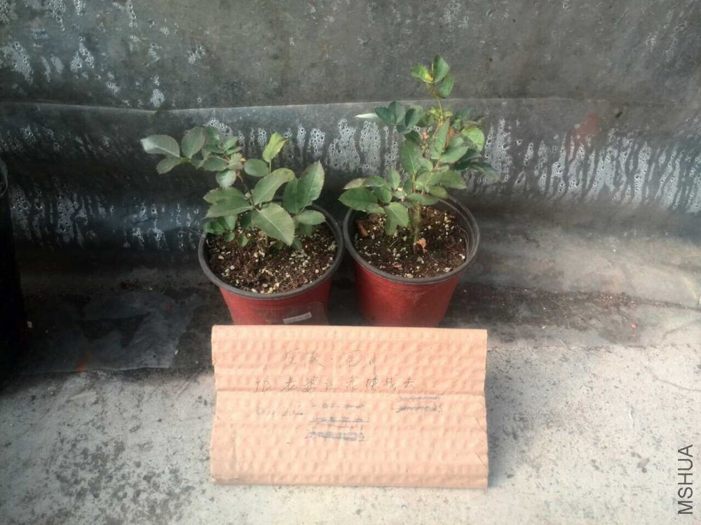 �¹�����