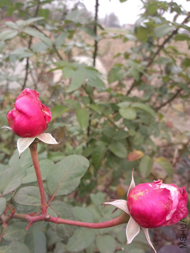 ����Ļ���