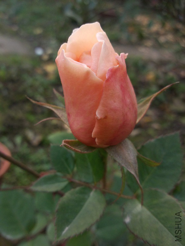 ��������Ļ���