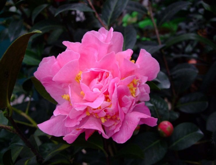 Ī������ 2012-3-15f 039.jpg