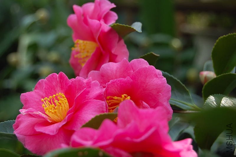 DSC_00380038.JPG