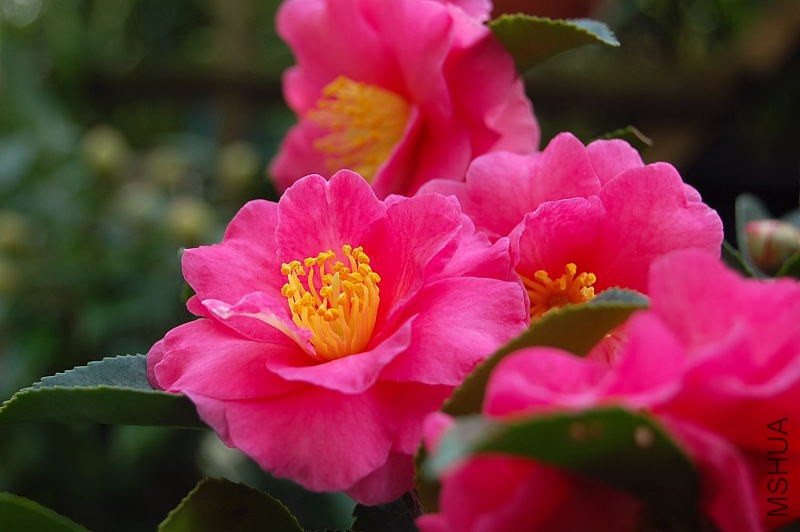 DSC_00370037.JPG