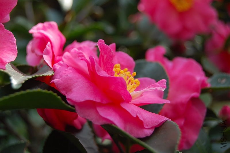 DSC_00360036.JPG