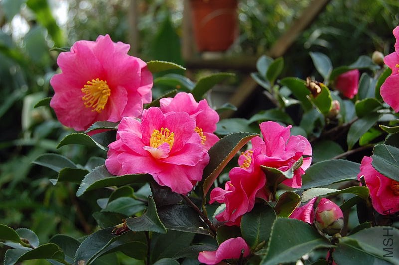 DSC_00310031.JPG