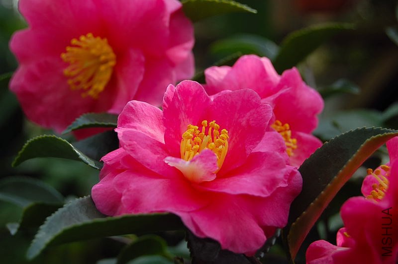 DSC_00300030.JPG