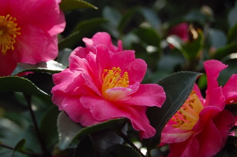 DSC_00330033.JPG