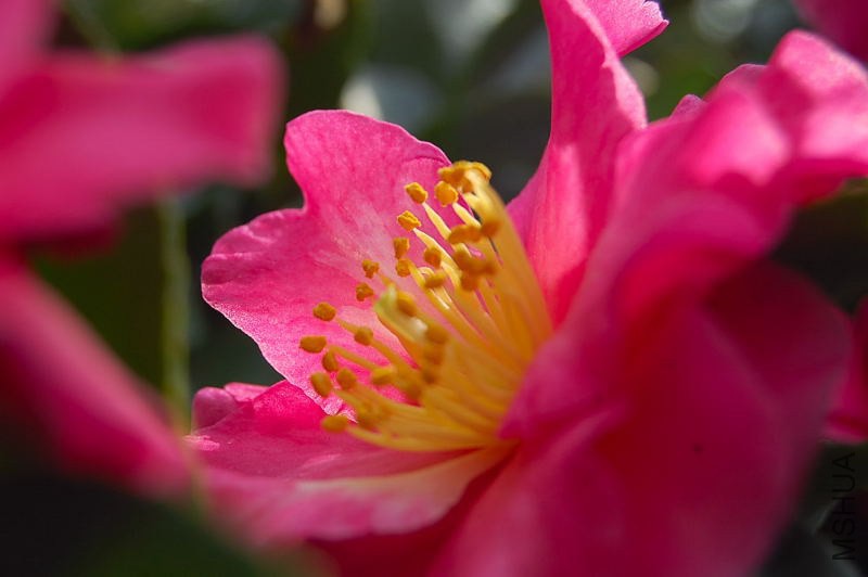 DSC_00520052.JPG