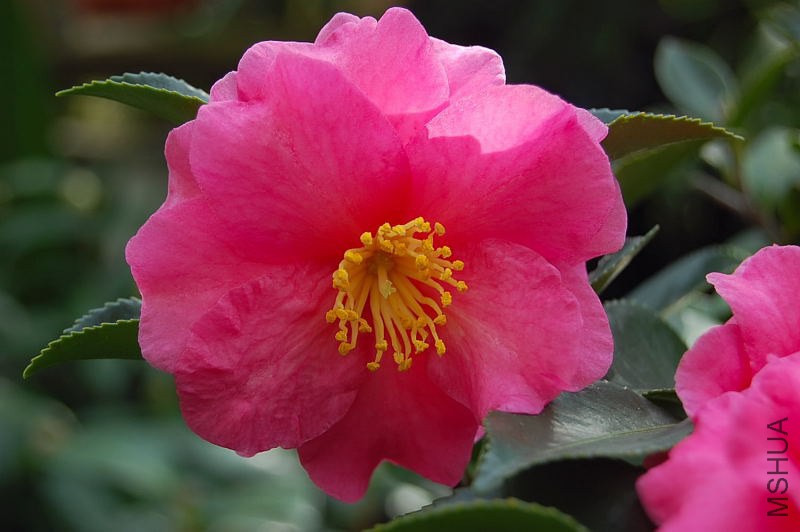 DSC_00430043.JPG