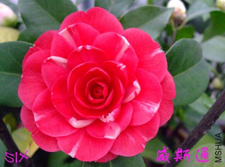 ��˹ͨ 10-3-15f(1).jpg