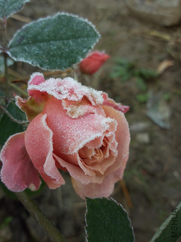 ����������˪��