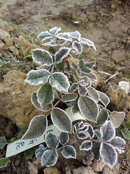 ��˹����Ҷ�ӱ�����