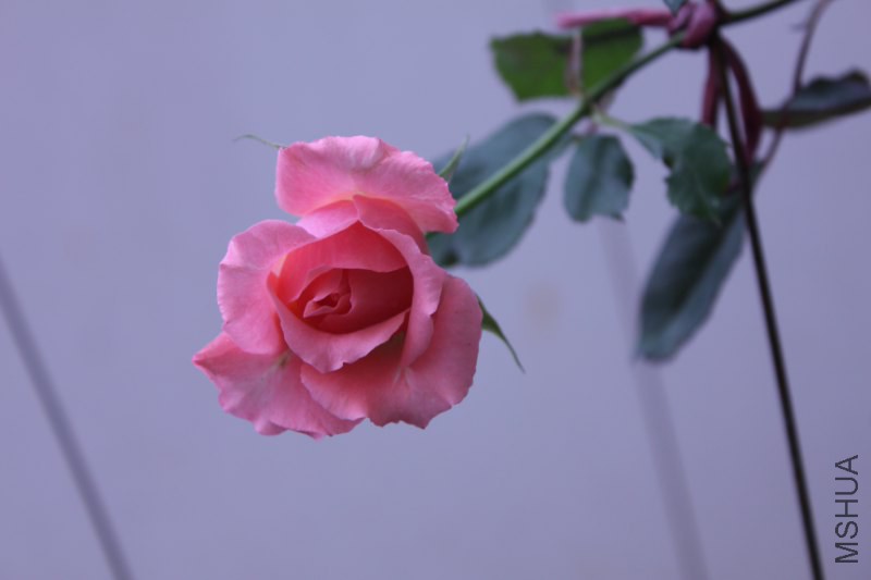 IMG_6454_800x533.JPG