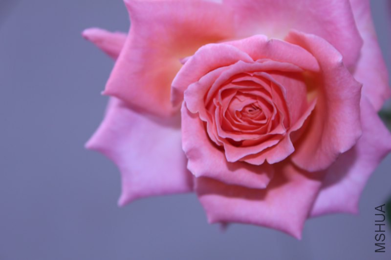 IMG_6464_800x533.JPG