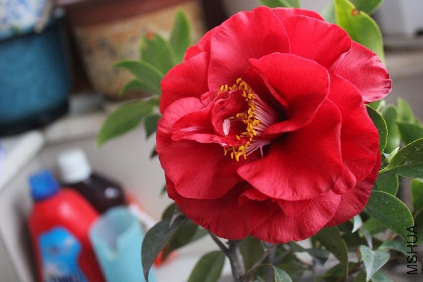 ��ƻ��2 (1).jpg