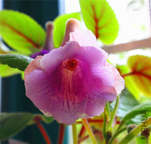 P7310011.JPG