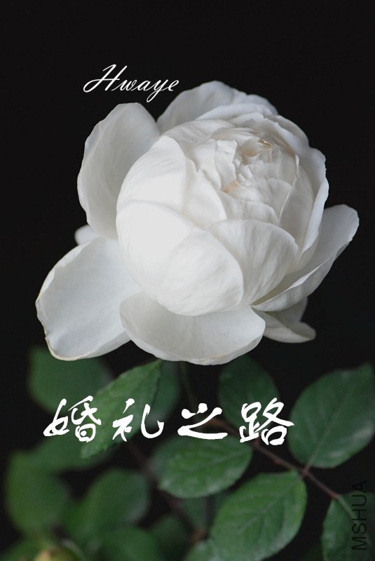 DSC_0004_����_����.jpg